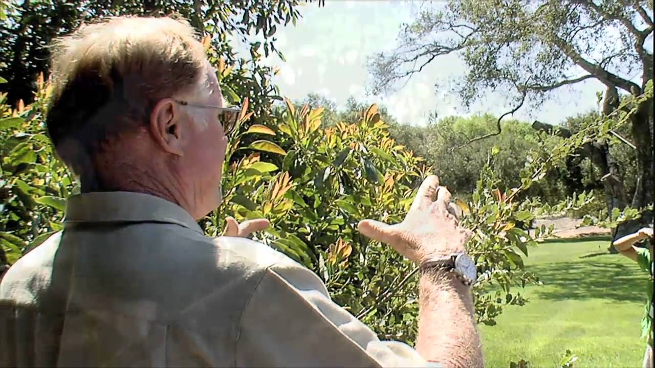 ICCA - Avocado Farming in California