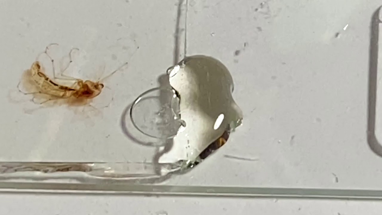 Bubble Removal  from microscope slidePart 1