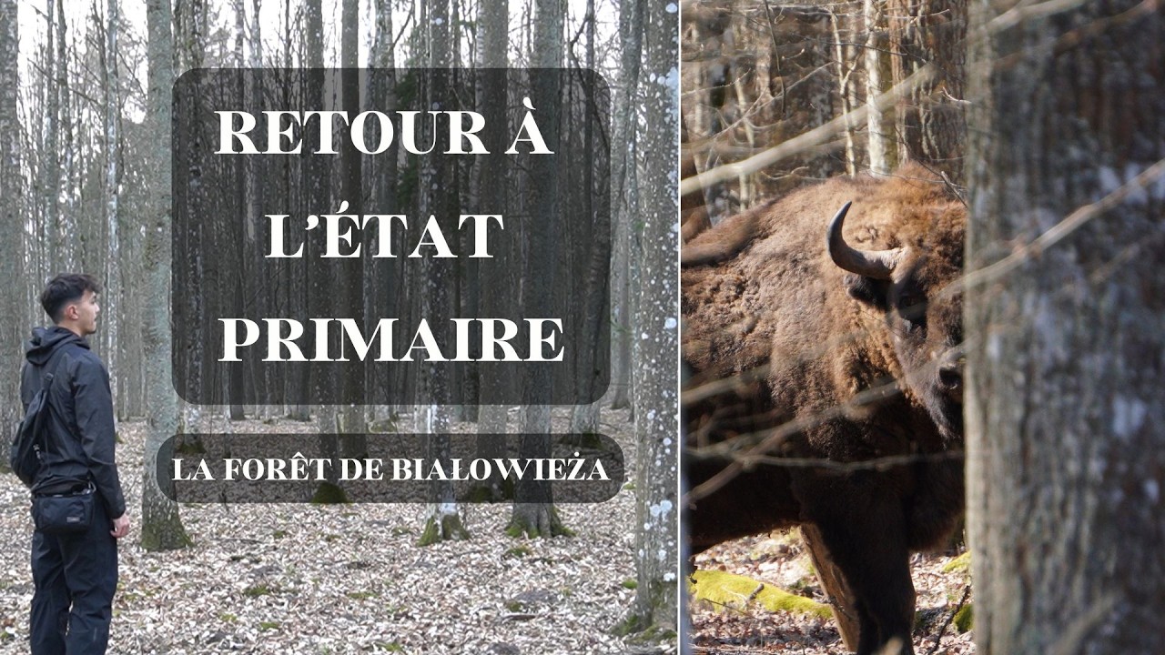 Retour à l'état primaire : la forêt de Białowieża (documentaire version sous-titrée)