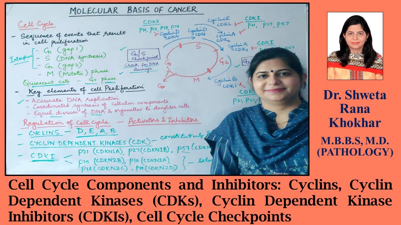 Cell Cycle Components and Inhibitors: Cyclins, CDKs, CDKIs, Cell Cycle Checkpoints | Neoplasia |