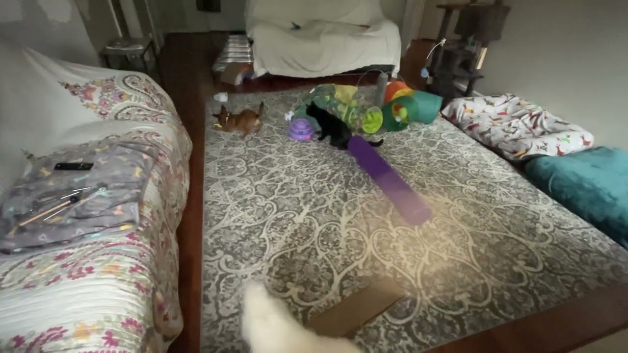 Play #cat#animals#petsrule#cuteanimal #chihuahuafanclub#cavalierkingcharles#pets #Pekingese#petlover
