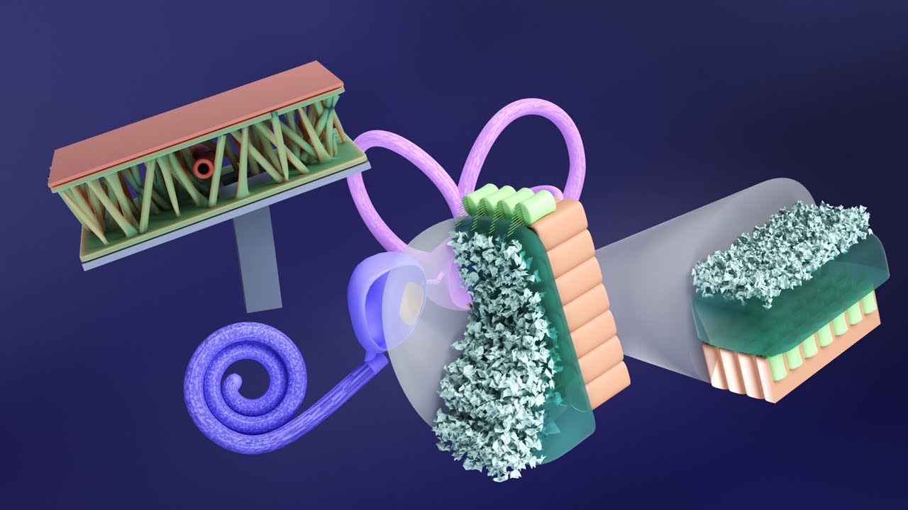 3D-эмбриология уха. Часть 2: Гистогенез внутреннего уха: эллиптический проток и мешочек-сакулюс.
