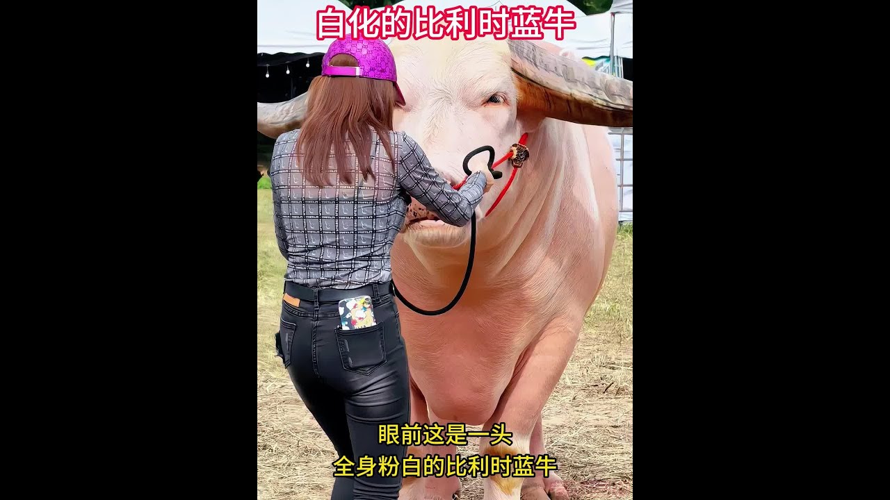 一頭白化的比利時藍牛，與一頭黑公牛第一次見面 #野生動物零距離 #動物的迷惑行為 #動物世界 #比利時藍牛 #動物科普