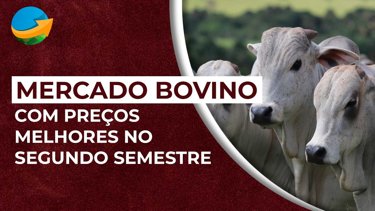 Mercado bovino com preços melhores no segundo semestre com oferta reduzindo