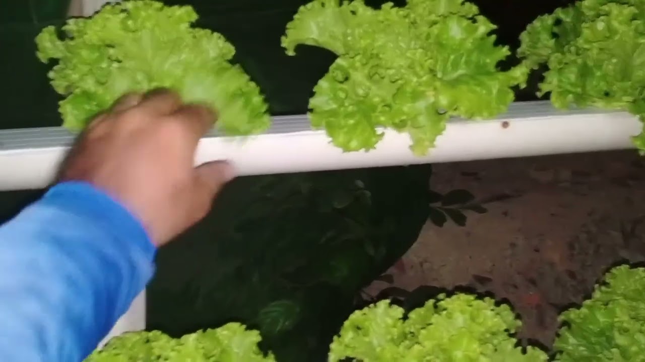 Como tá indo aquaponia do lendário 