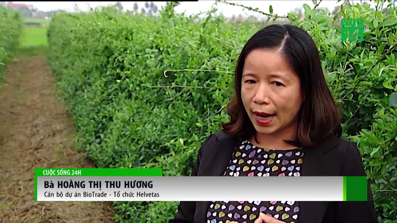 VTC14 | Phát hiện 9 chất mới chữa tiểu đường trong dây thìa canh