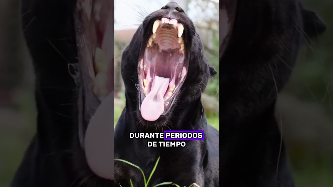 sab&iacute;as que el bostezo es contagioso entre los animales #animals #Friendship #Us