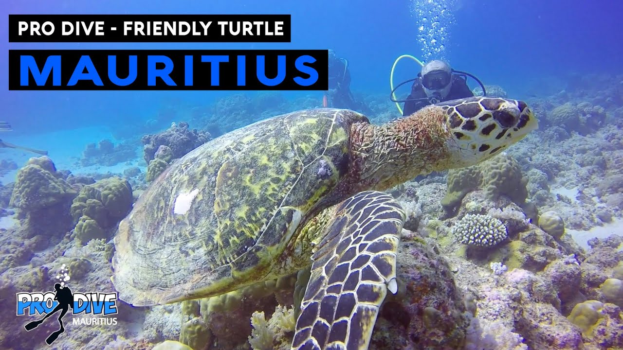 Mauritius scuba diving - dolphins and turtle