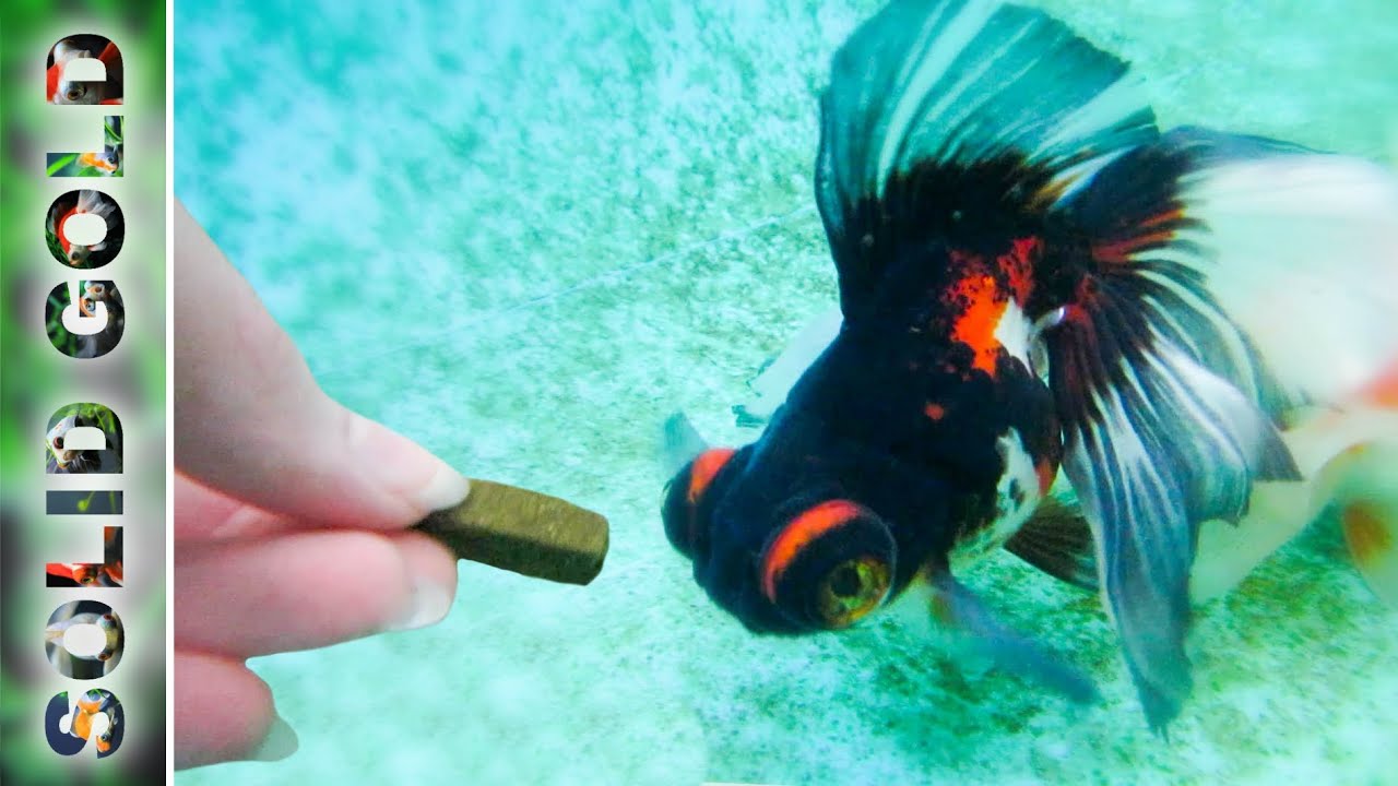 Handfeeding My Hungry Goldfish | UNDERWATER CAMERA!