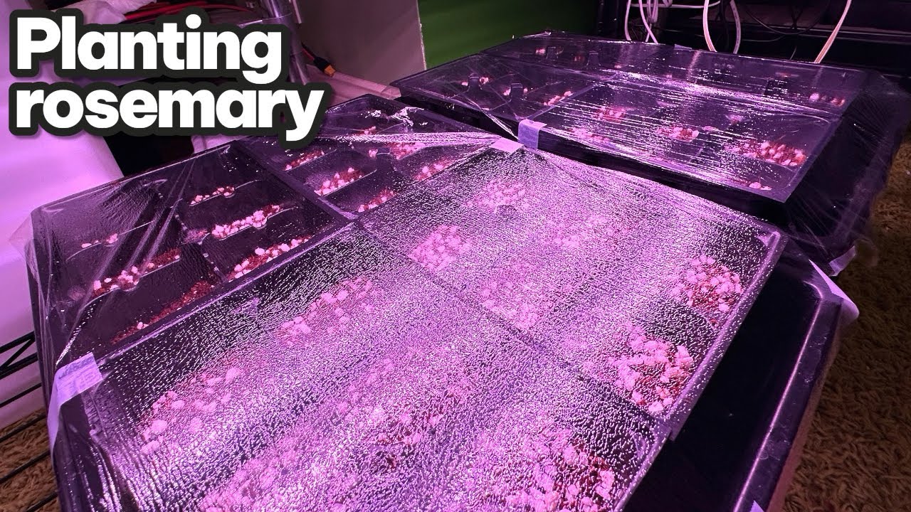 Planting rosemary