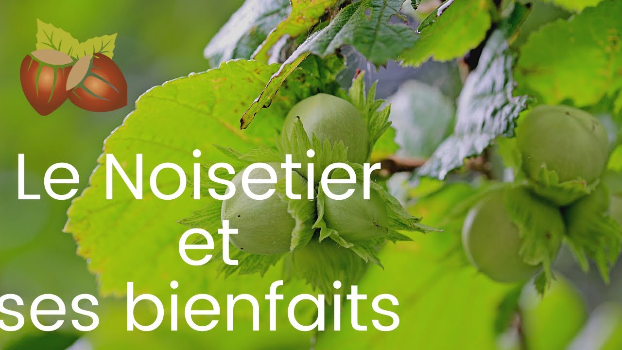 Le Noisetier et ses bienfaits