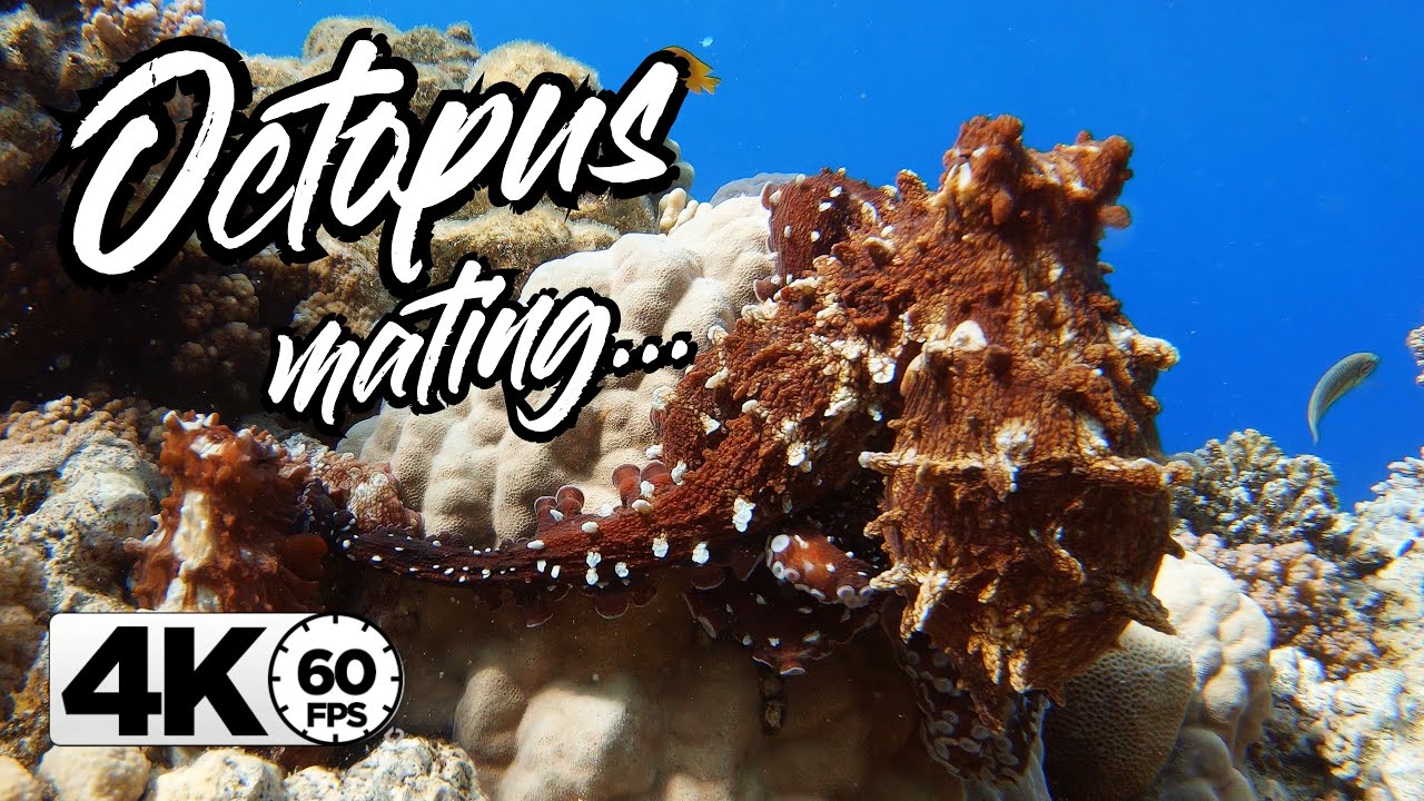 Octopus Love in 4k | I met Octopuses while mating 🐙❤️🐙 | GoPro 4k 60fps
