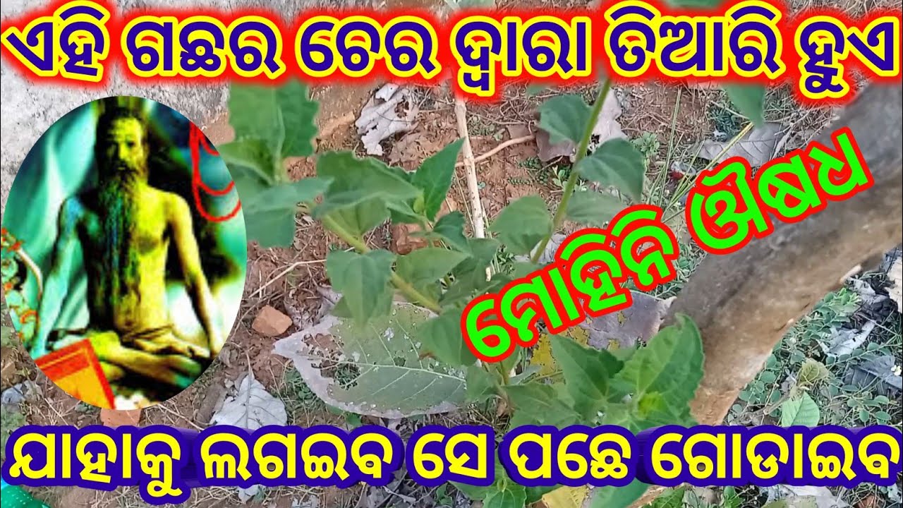 #ମୋହିନି_ଔଷଧ | mohini vashikaran odia | mohini | tantra mantra | mohini osho | mohini oushadha odia