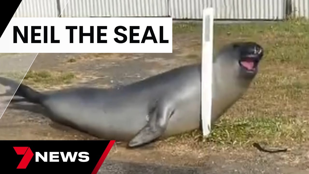Neil the seal goes viral on social media, menacing locals in Dunalley, Tasmania | 7 News Australia