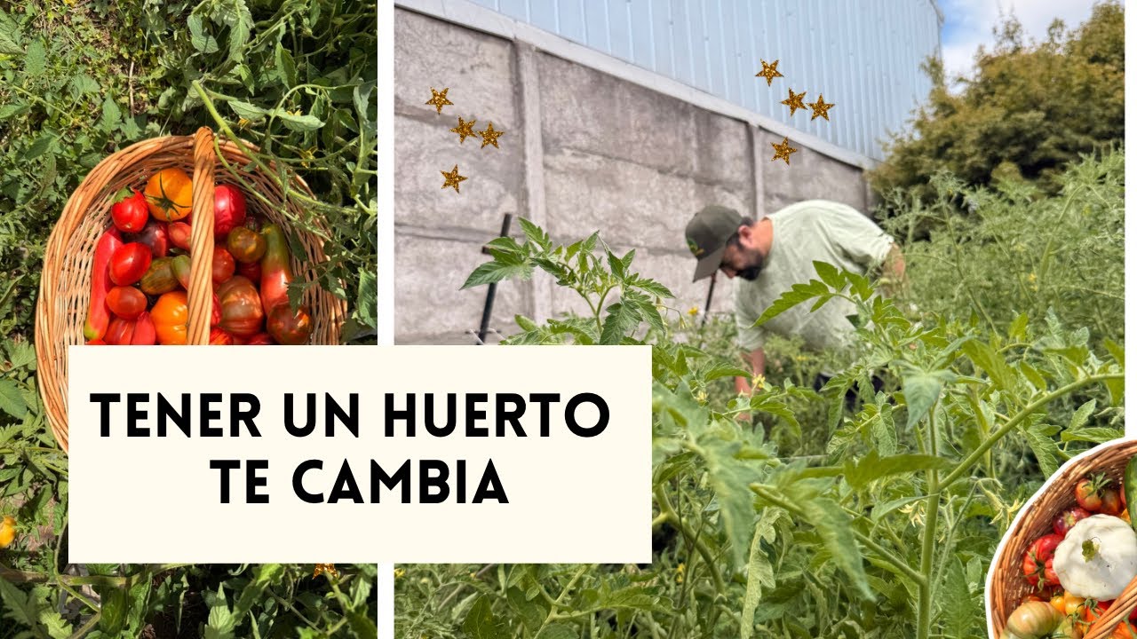 Tener un huerto te cambia la forma de vivir #huerto #huertaurbana 
