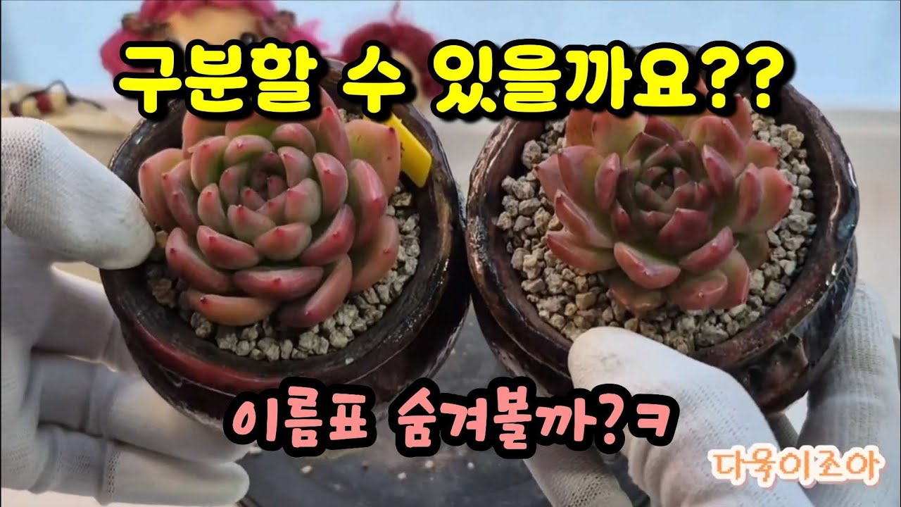 성장후 구분이 가능할까? #식재영상 #초보다육#다육이​ #succulent #다육이관리​ #다육이키우기​ #plants 
