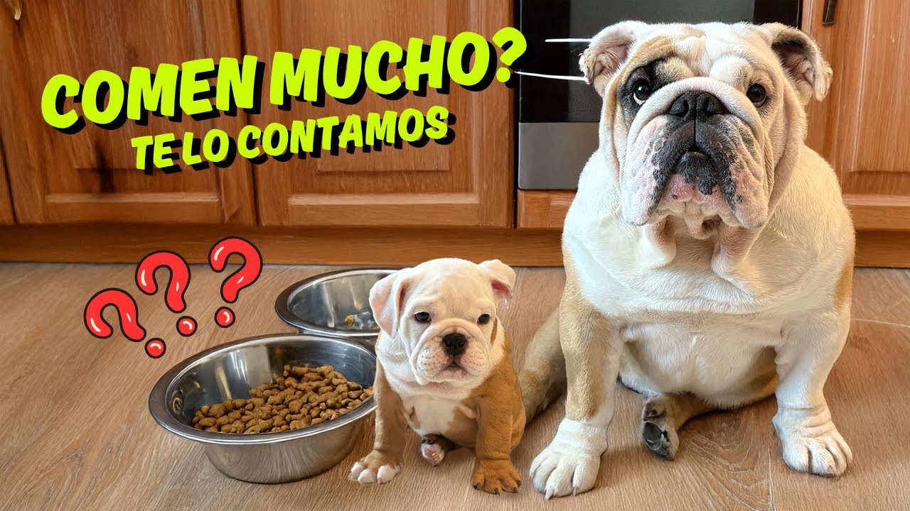 “Esto es lo que comen mis Bulldogs Inglés a diario 🐾 | Recomendaciones reales”