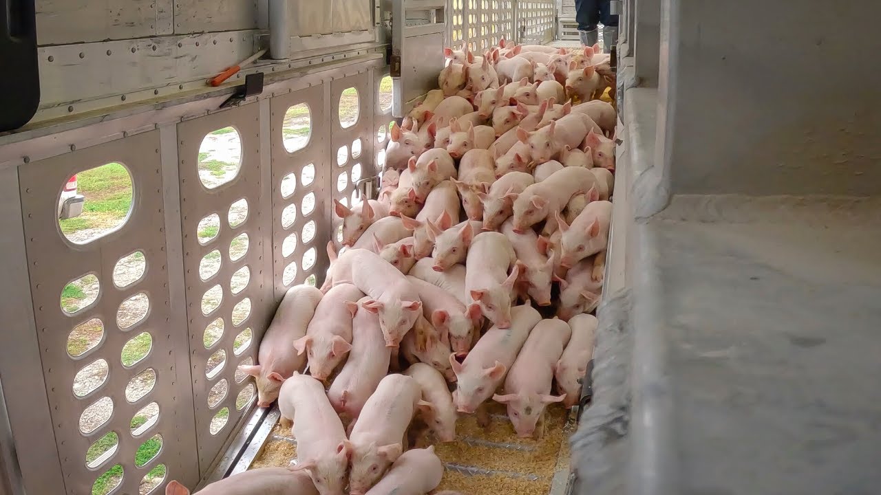 New Baby Pigs & New Farm Projects
