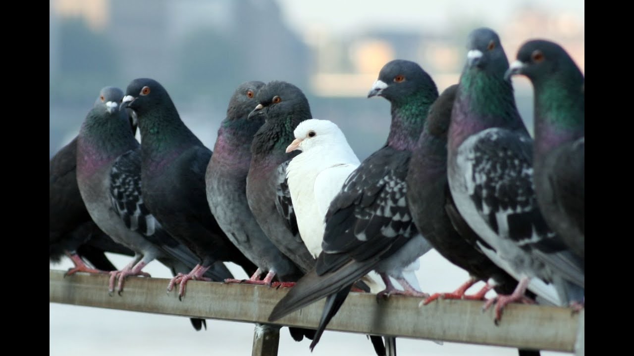 C&oacute;mo Criar Palomas ( col&uacute;mbidas)  - TvAgro por Juan Gonzalo Angel