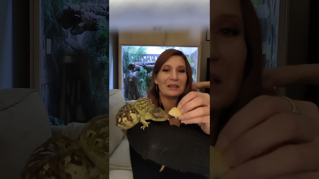 Monkey tailed skink family 🥰