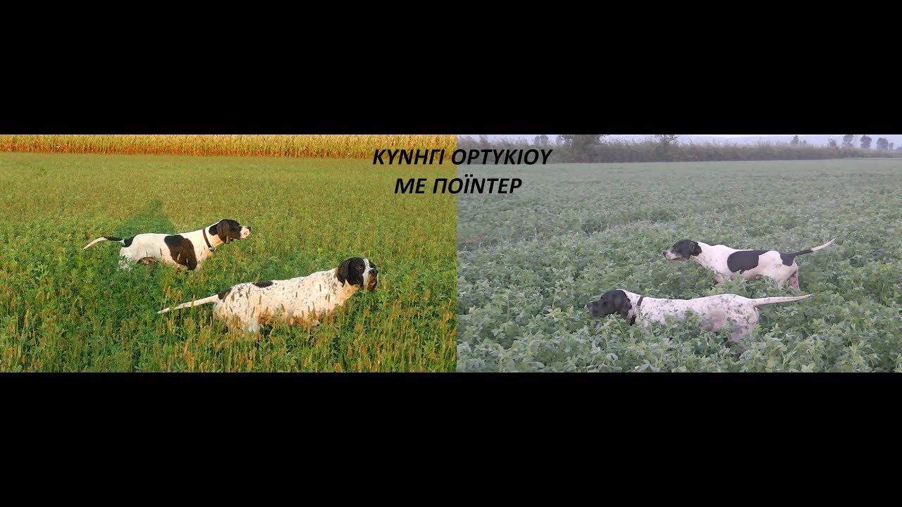 ΚΥΝΗΓΩΝΤΑΣ ΜΕ  ΠΟΪΝΤΕΡ - Hunting with Pointer