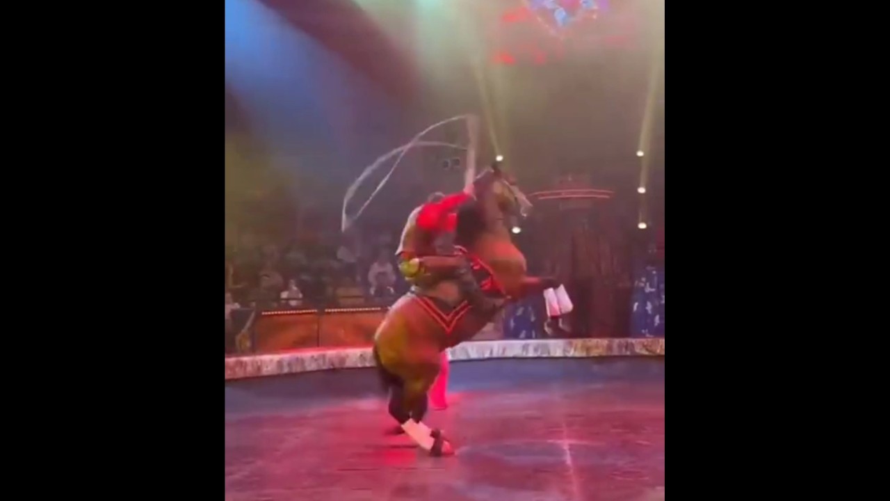 Fabulous! Fantastic! Rope Skipping Horse Jump In Circus #animals #horse #skip #shorts #viral #circus