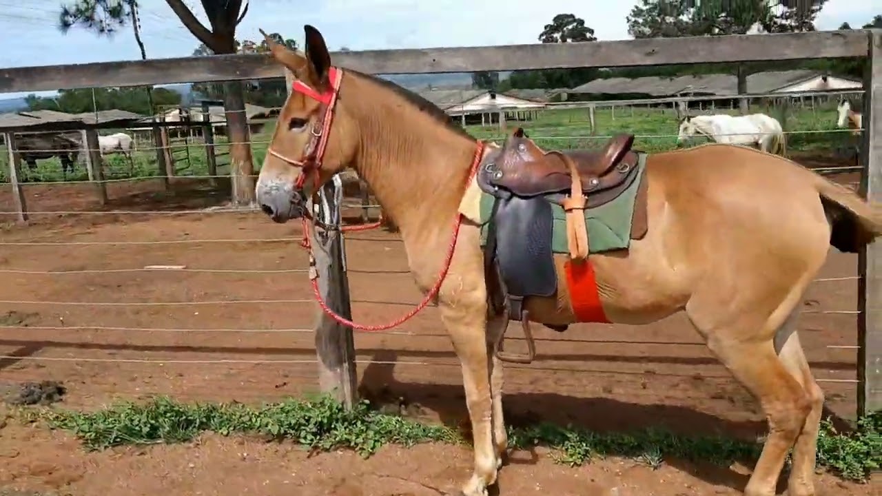 dia de olhar o gado 