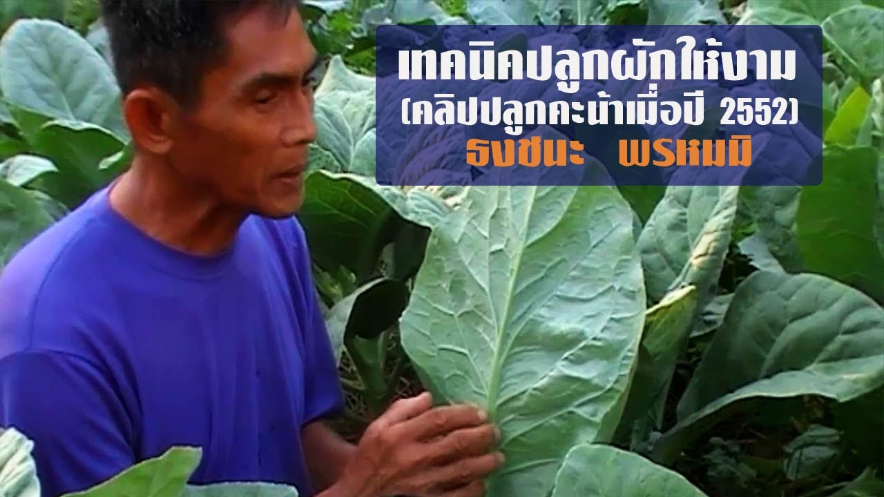 เทคนิคปลูกผักให้งาม-คลิปปลูกคะน้าเมื่อปี 2552 โดยธงชนะ พรหมมิ//สามอาชีพฯ
