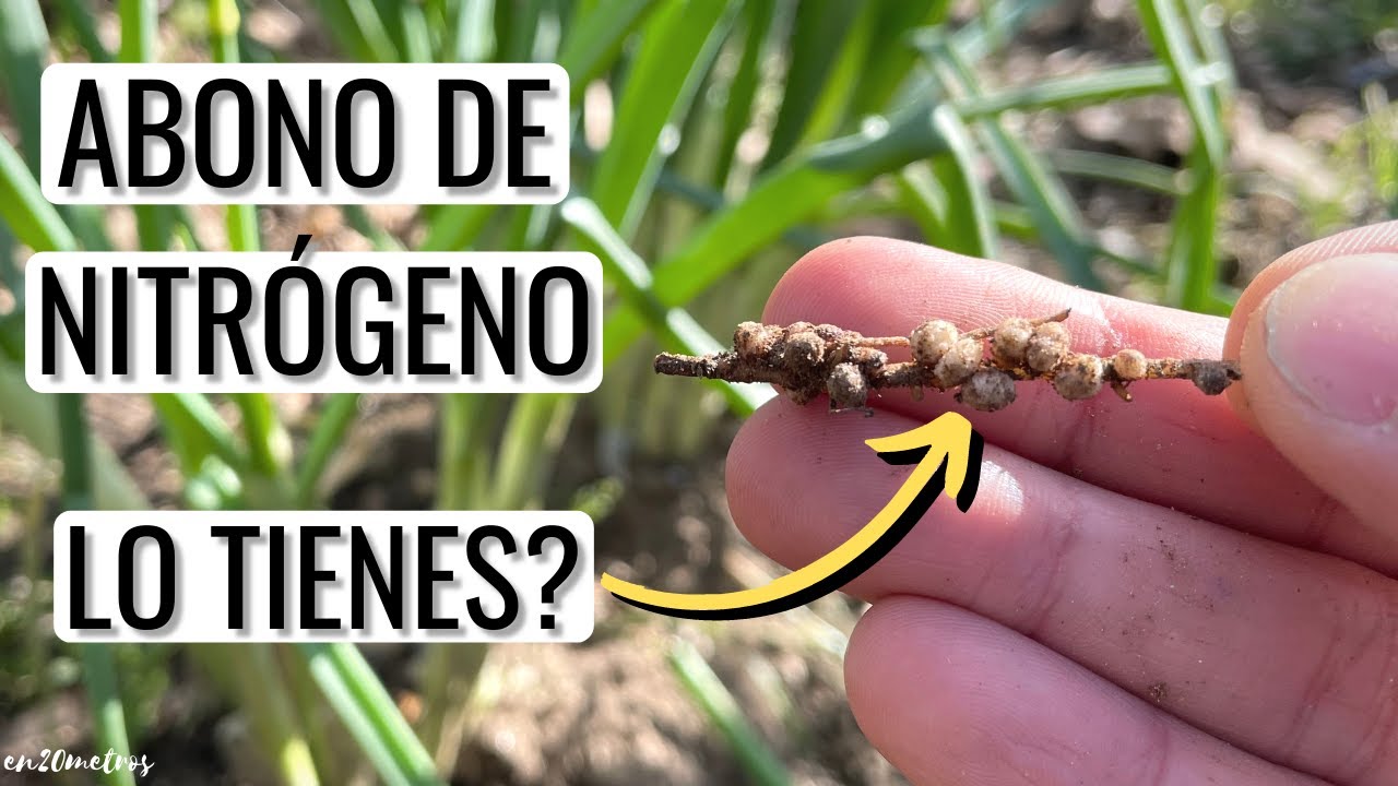 ABONO DE NITRÓGENO GRATIS: logra el MÁXIMO CRECIMIENTO con este cultivo || en20metros