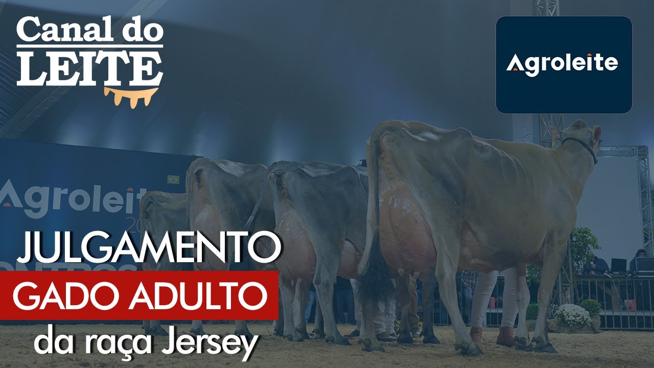 Agroleite 2023 - Julgamento do Gado Adulto da Raça Jersey