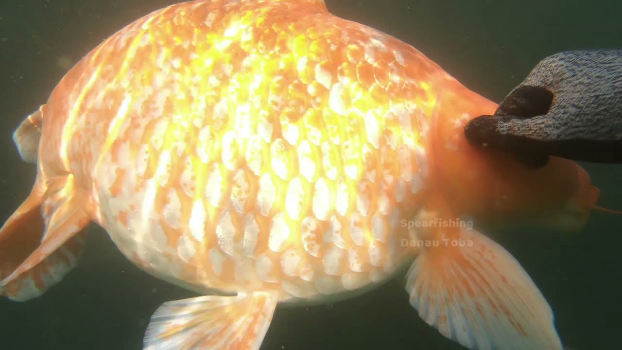 Nyelam Nembak Ikan di Danau Toba! Dapat Ikan Mas Besar 10 Kg! || Spearfishing Danau Toba