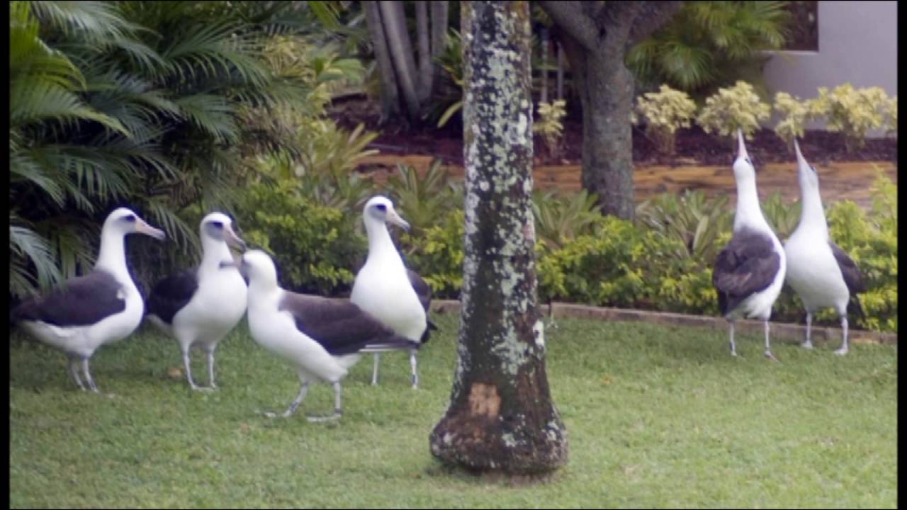 albatross of kauai