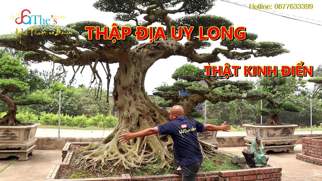 Bất ngờ gặp cây Long Siêu To Khổng Lồ và lịch sử đặt tên Tác phẩm khủng chưa từng thấy
