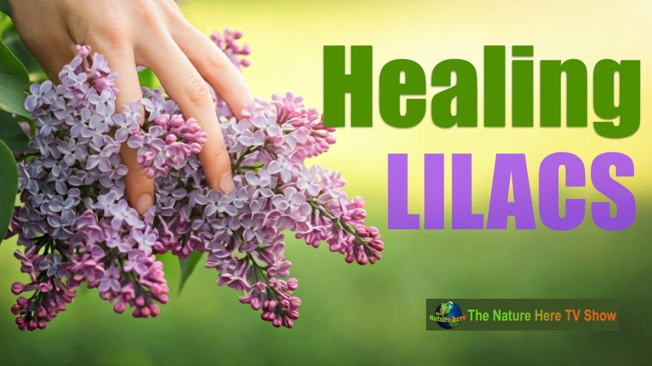 Escape to a Lilac Wonderland: Hulda Klager Lilac Gardens Tour in Washington