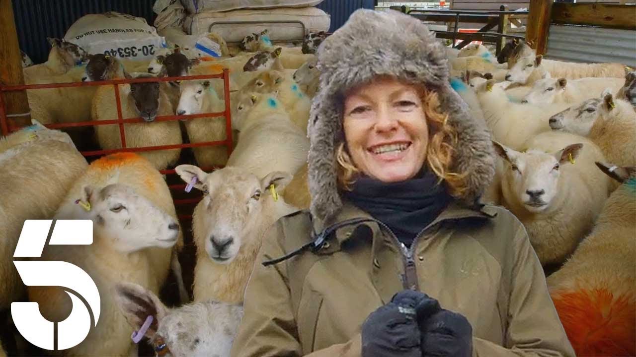 It's Screening Season For The Lambs | Escape To The Farm With Kate Humble | Channel 5