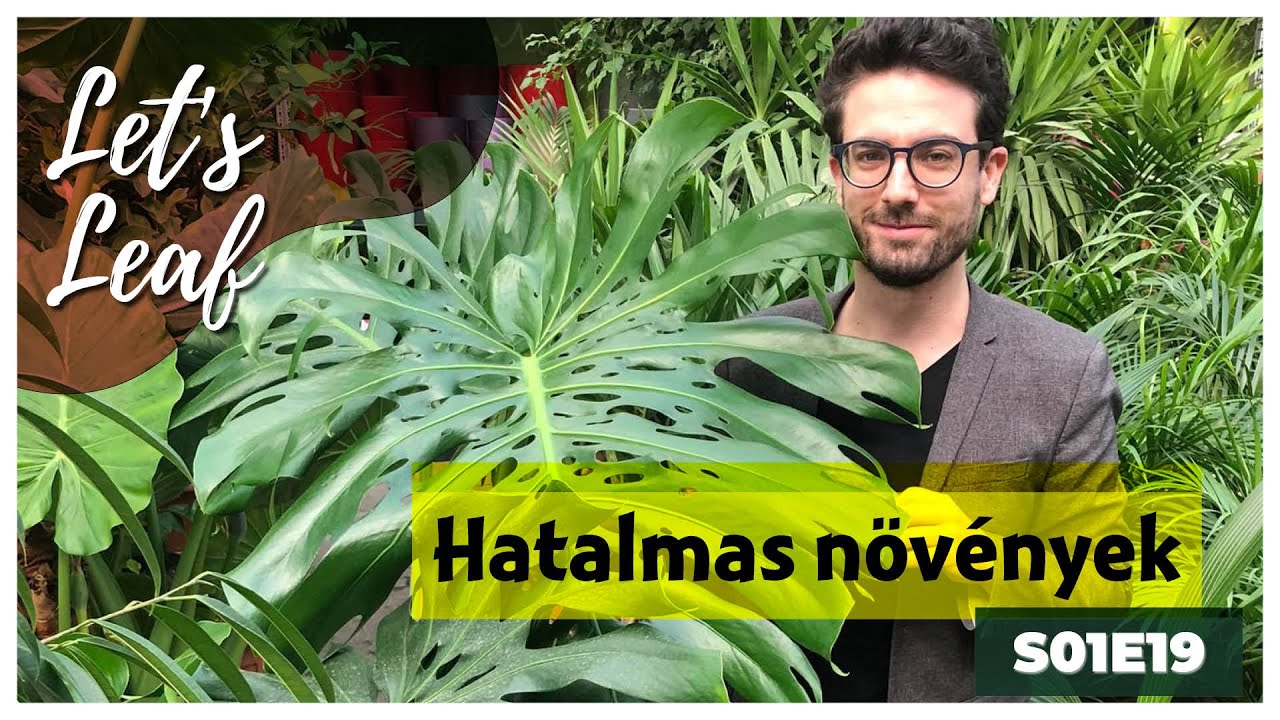 Hatalmas szobanövények,  az Oázis kertészetben jártam #LetsLeaf