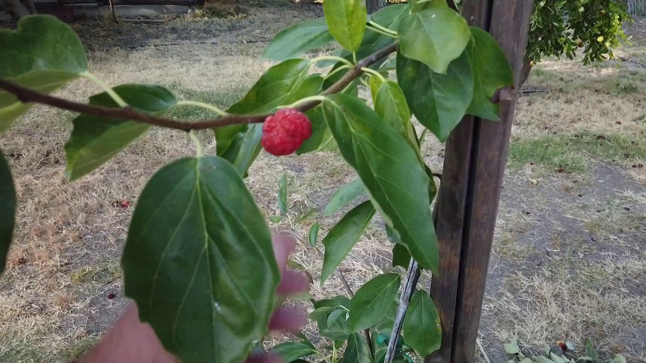 Che Fruit Tree