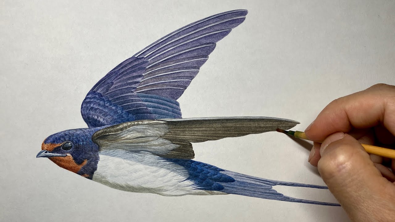 【ツバメを描く】 Paint a swallow / Time lapse 69