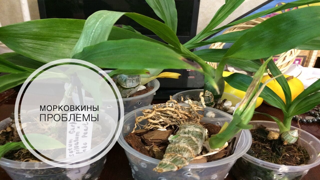 Морковкины проблемы или как спасти катасетум (Catasetum, Fredclarkeara)