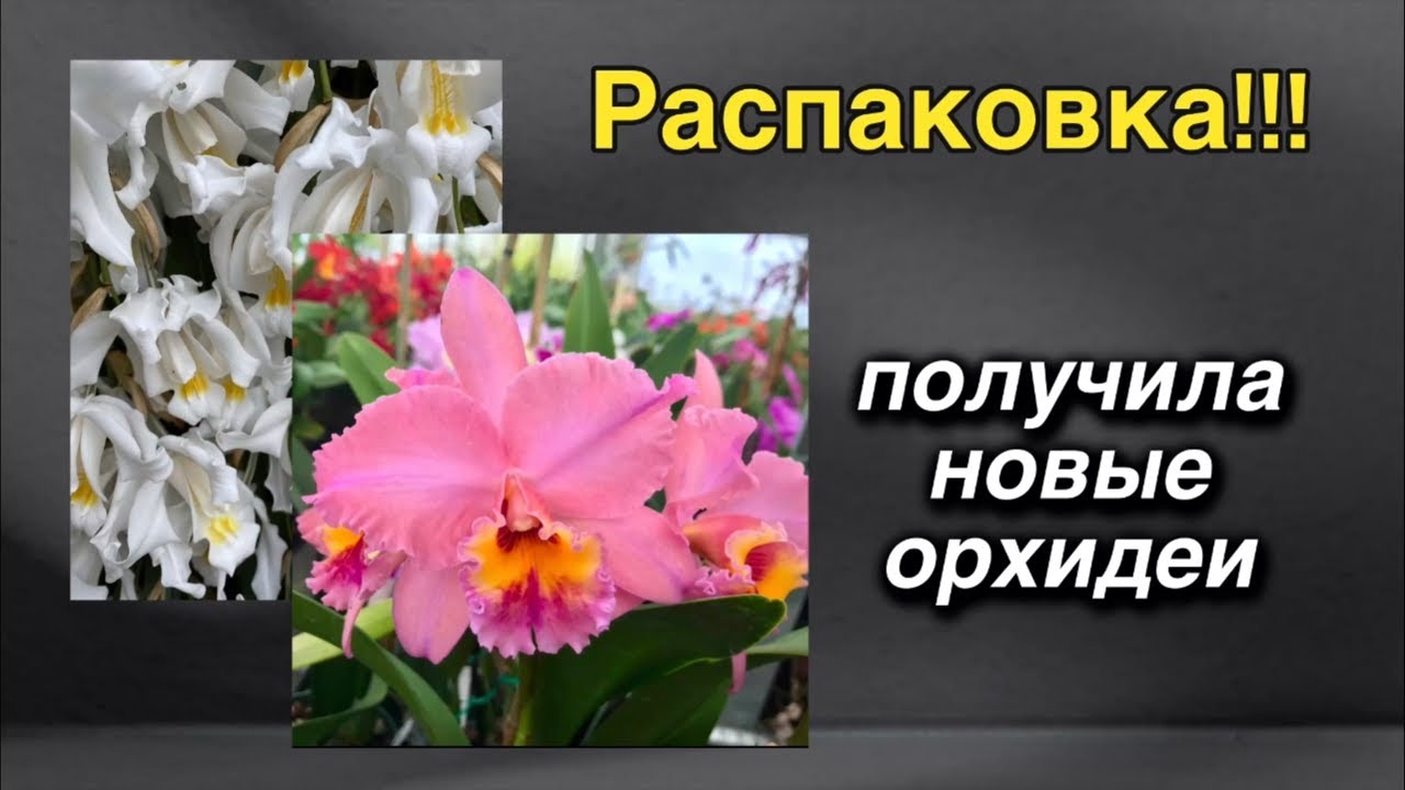 Распаковка, первый уход и полив! 🔥♥️🌸