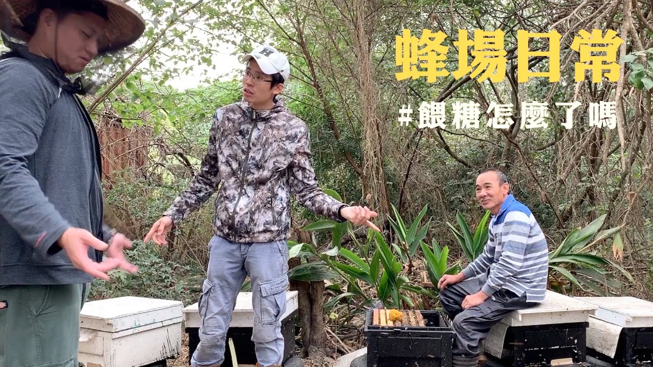 蜂場日常｜餵糖，怎麼了嗎？