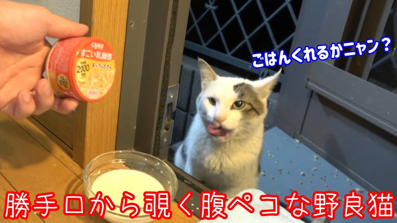 勝手口から覗いていた腹ペコな野良猫