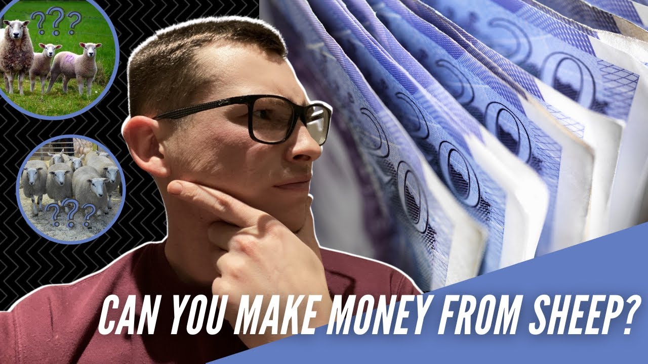 CAN YOU MAKE MONEY FROM SHEEP?