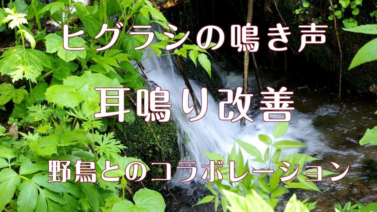 【耳鳴り治療音】耳鳴りに効果大 ヒグラシの鳴き声とうぐいすとのコラボレーション