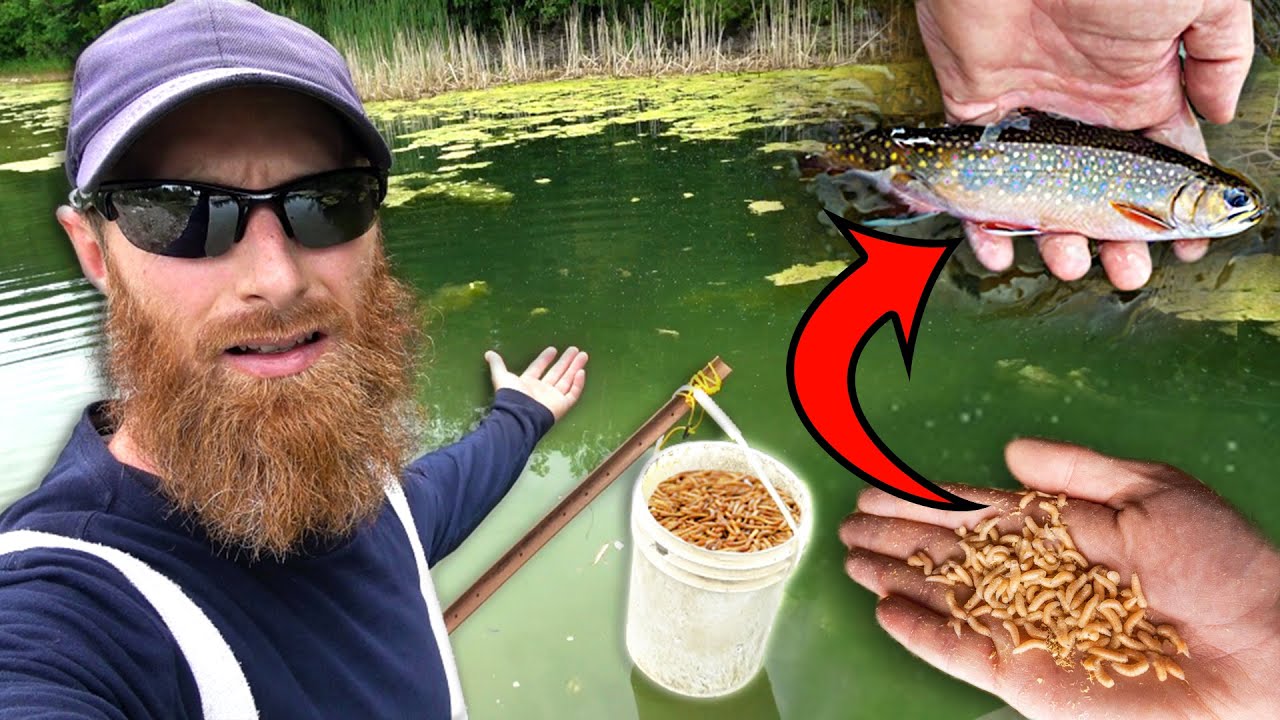 Maggot Feeder Saved the Day (Catch, Clean, Cook!) | Hunt Prep, Squirrel Stand, Trail Cam Success