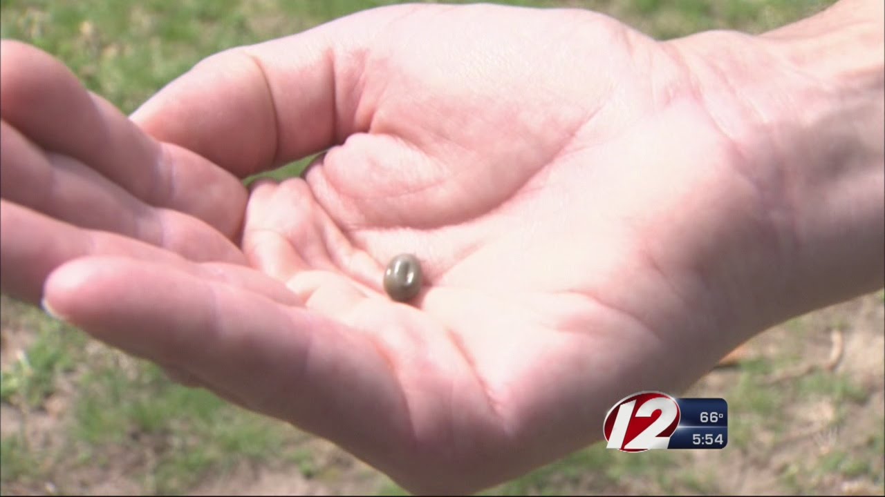 Ticks Can Spread The Dangerous Powassan Virus