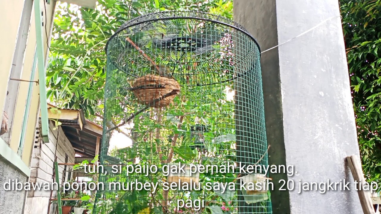 AVIARY MINI DIATAS POT BUNGA || フラワーポットの上のミニ鳥小屋