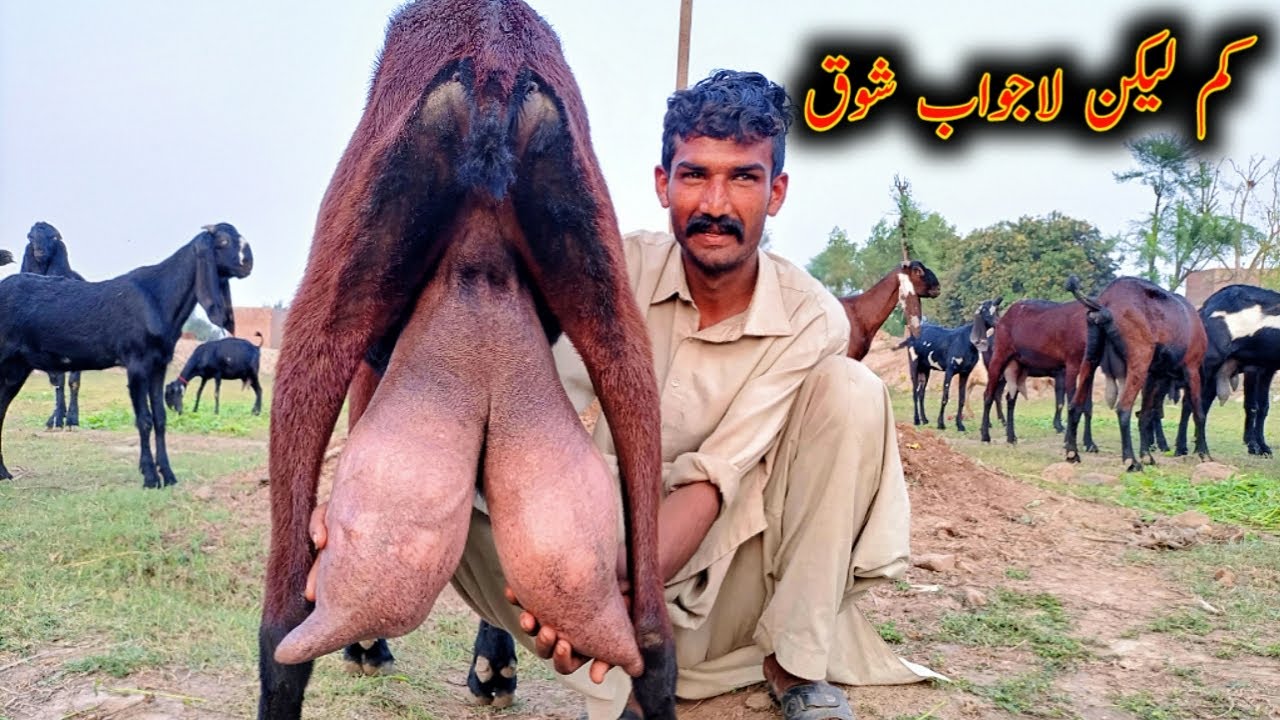 Milking Nagrii Beetal Goats Of Amjad Bhai || Goat Farming in Pakistan|| Beetal Bkryan