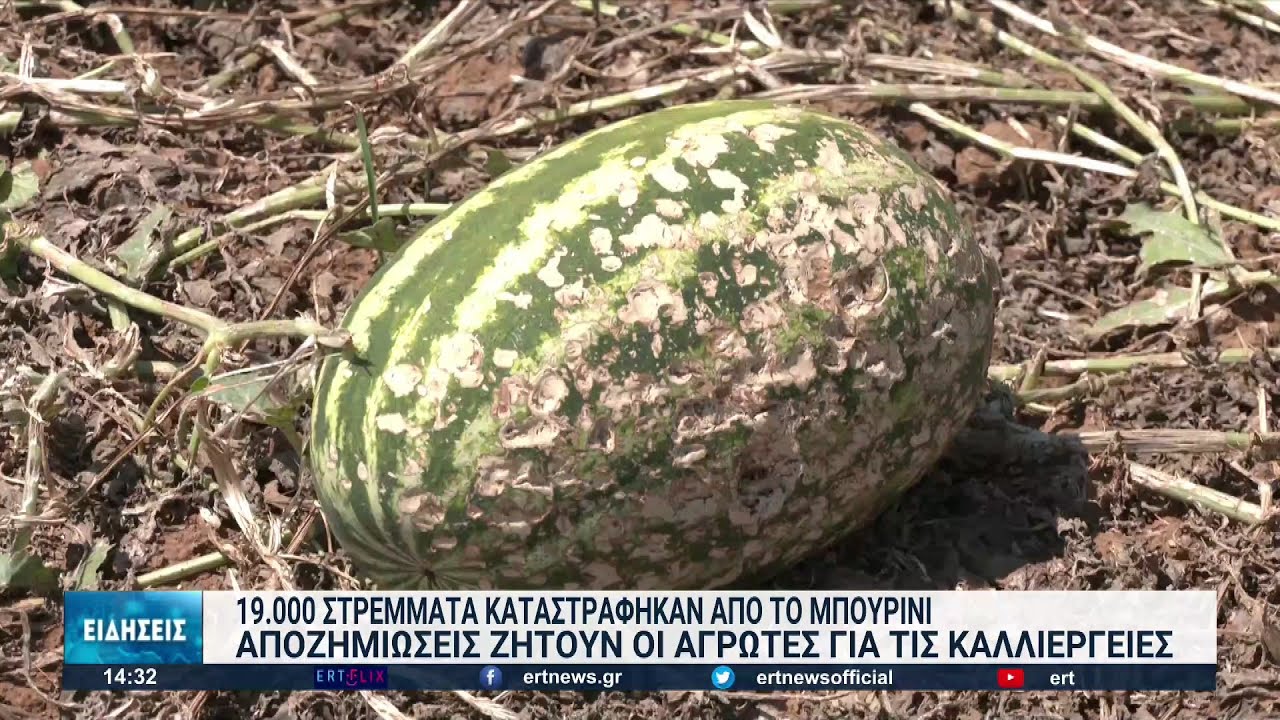 20.000 στρέμματα καταστράφηκαν από το χαλάζι στην Πέλλα | 01/07/2022 | ΕΡΤ