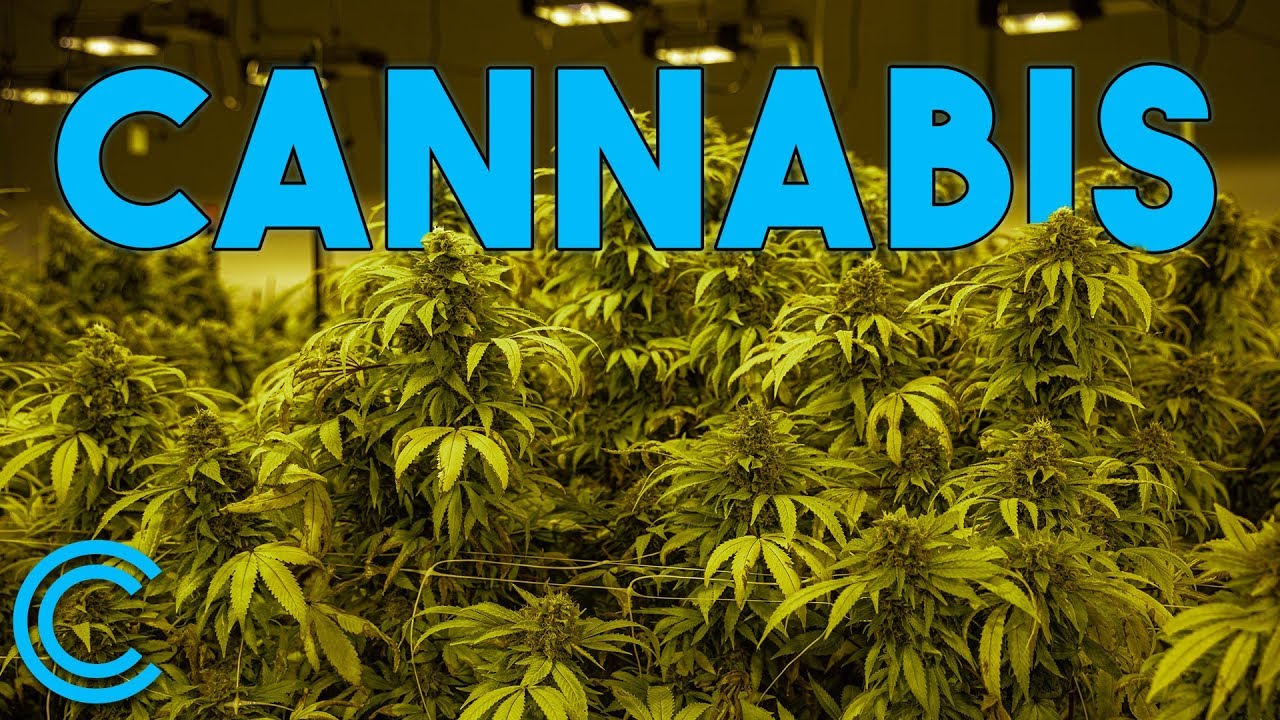 Cultivo de Marijuana Interior en Puerto Rico | Anani Pharma